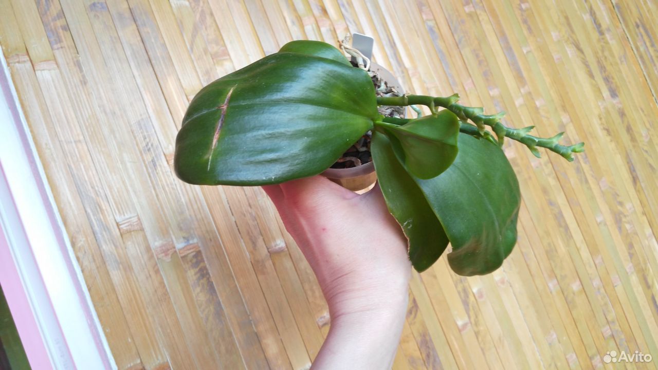 Орхидея Phal. Zheng Min Pterodactylus купить на Зозу.ру - фотография № 3