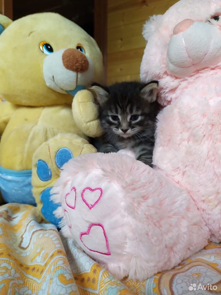 Сладкие котятки купить на Зозу.ру - фотография № 2