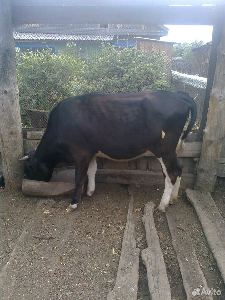 Две телки по 18 месяцев от продуктивных коров купить на Зозу.ру - фотография № 4