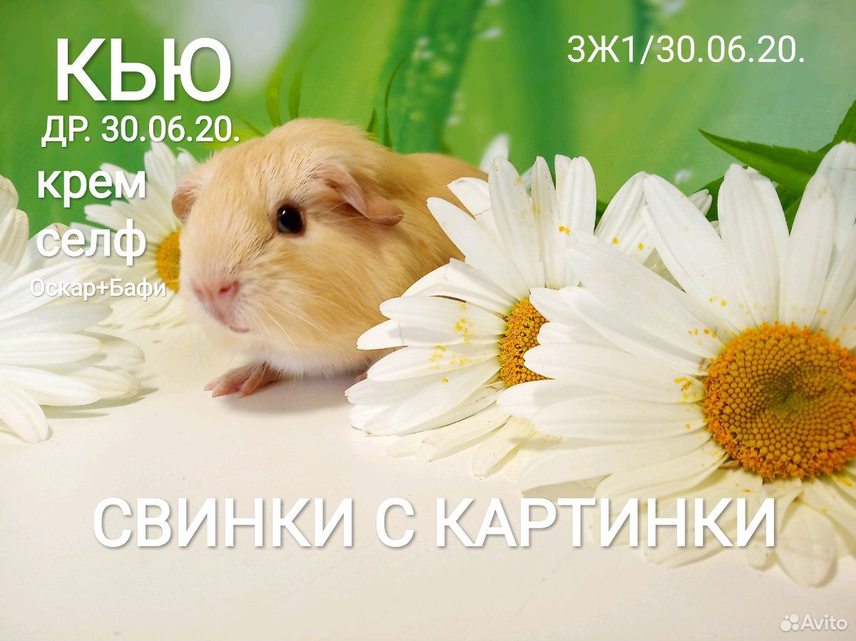 Морские свинки купить на Зозу.ру - фотография № 3