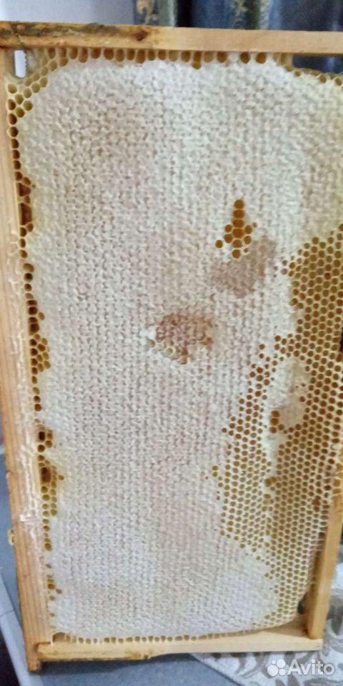 Шикарные соты.из чтстого мёда чисто пчелинная рабо купить на Зозу.ру - фотография № 3