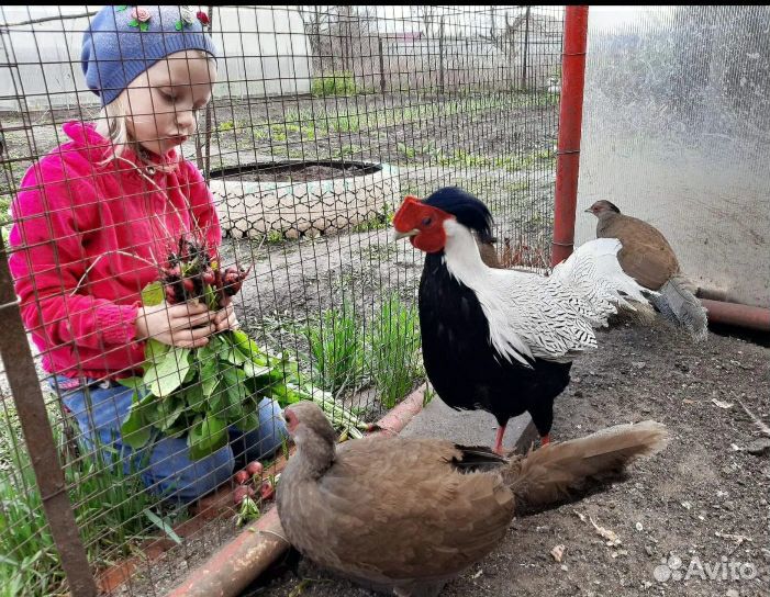 Серебные фазаны, семья фазанов, цыплята Бентамки купить на Зозу.ру - фотография № 1
