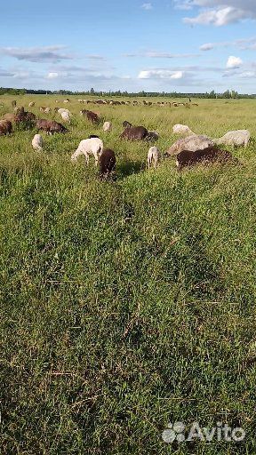 Овцы на Курбан Байрам купить на Зозу.ру - фотография № 1