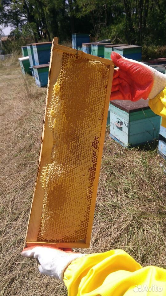 Мёд подсолнечный купить на Зозу.ру - фотография № 4