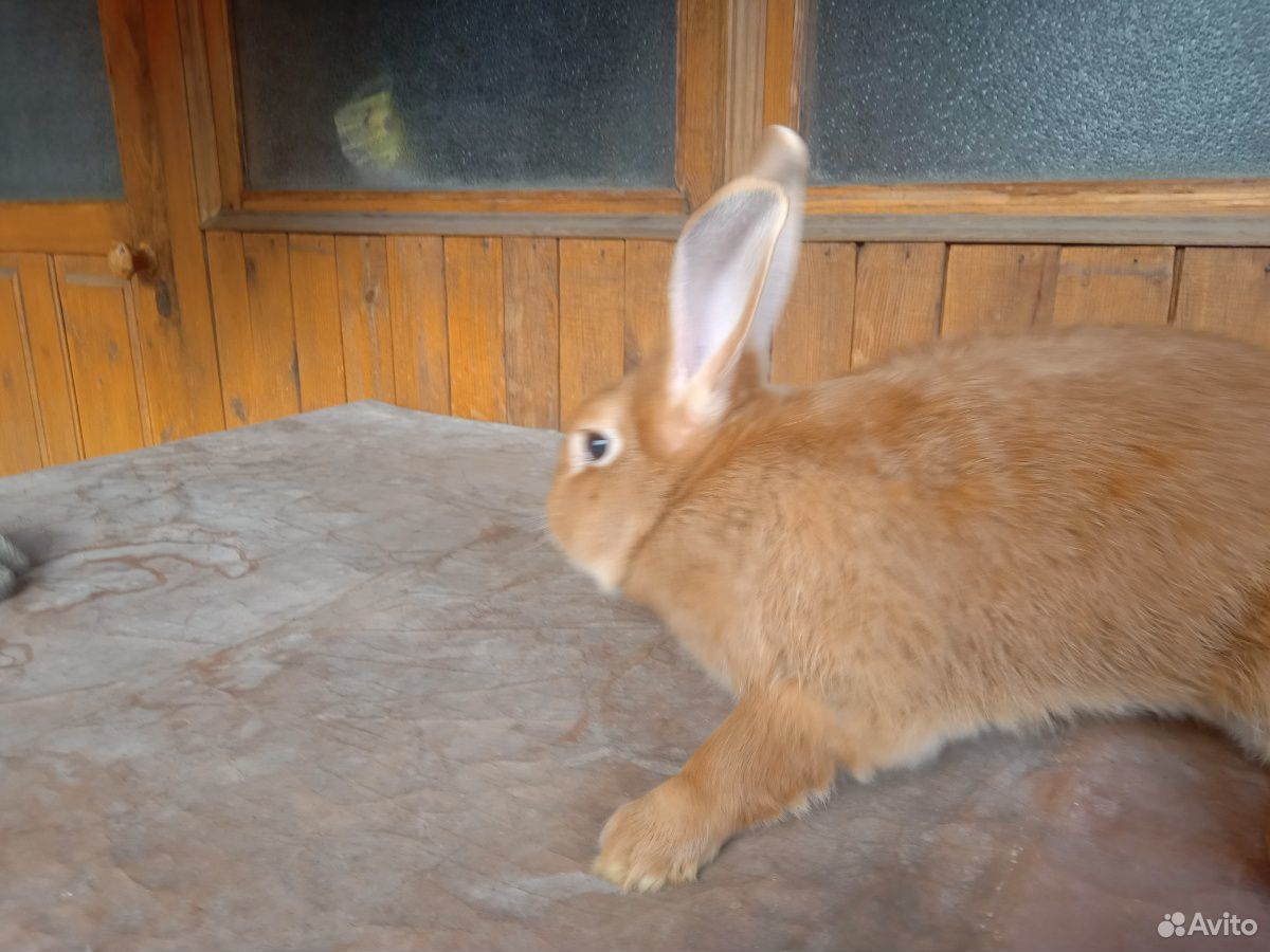 Новозеландский кролик самец купить на Зозу.ру - фотография № 1