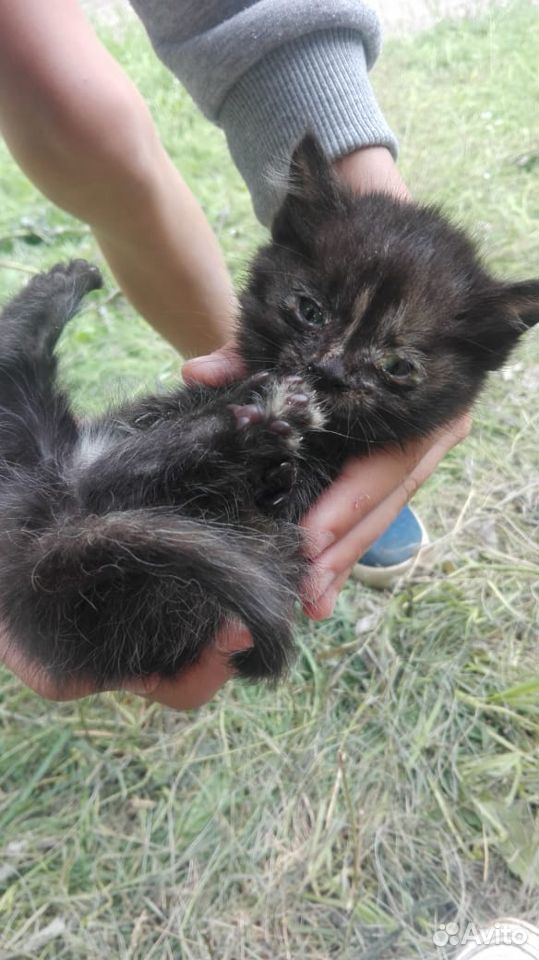 Спасите котят купить на Зозу.ру - фотография № 8