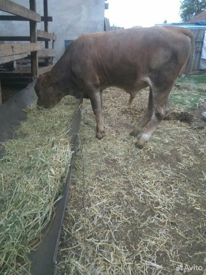 Корова с телёнком купить на Зозу.ру - фотография № 4