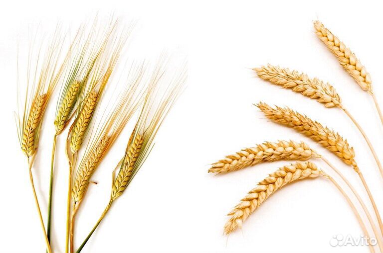 Ячмень, пшеница купить на Зозу.ру - фотография № 1