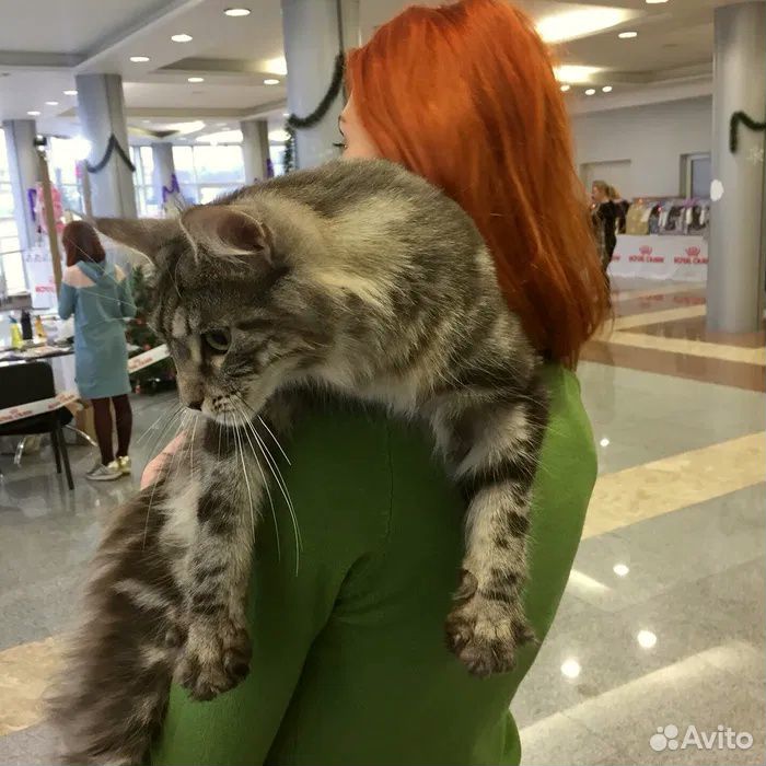 Кошка в надежные и ответственные руки купить на Зозу.ру - фотография № 1