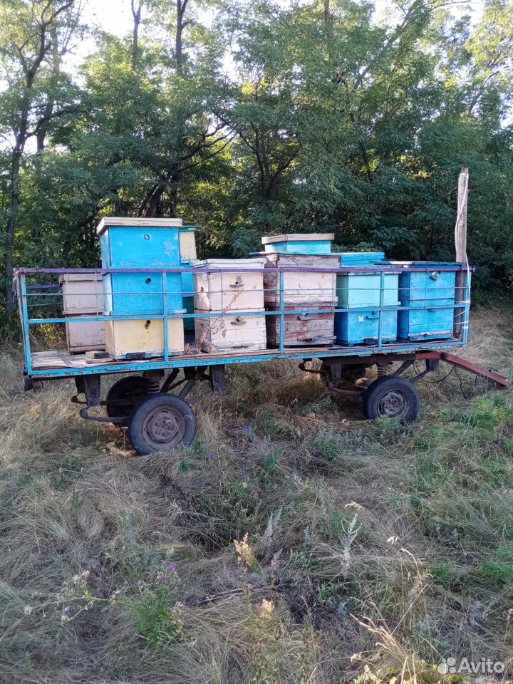 Пчелосемьи и телега купить на Зозу.ру - фотография № 5