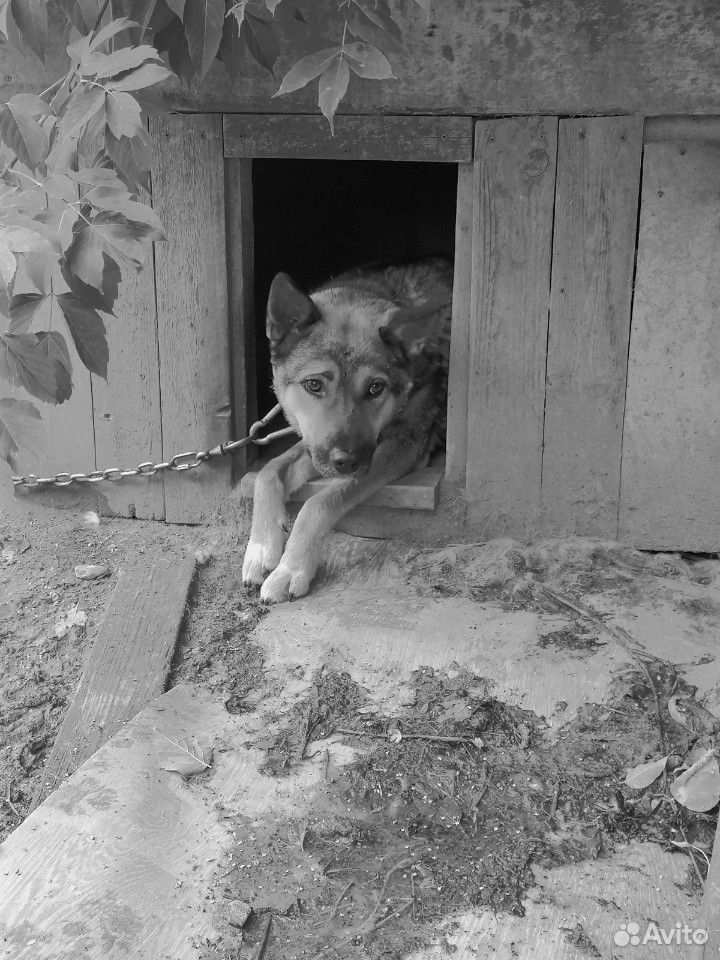Животное собака купить на Зозу.ру - фотография № 1