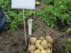 Семенной картофель питомник Чита Оптом и в розницу объявление продам