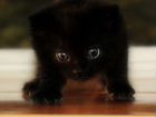 Домашний чёрный котенок объявление продам