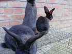 Кролики на племя фландер(бельгийский великан) взро объявление продам