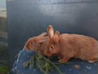 Кролики породы Ризин,Калифорния,Новозеландский кр объявление продам