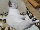 Сиамский котик в добрые руки объявление продам