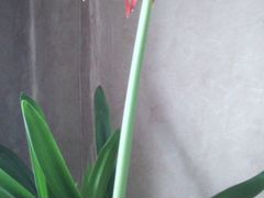 Цветок Аморрилис или Гипеаструм