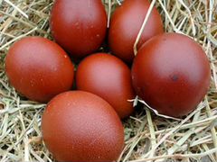 Инкубационное яйцо Марана(цыплята)