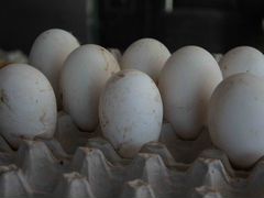 Яйцо гусей инкубационное