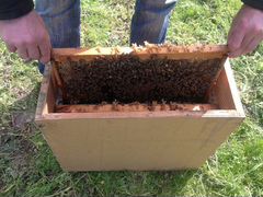 Продаем пчелопакеты в Крыму