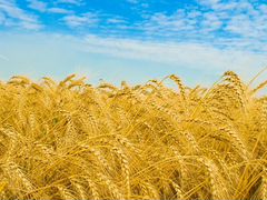 Пшеница, кукуруза, ячмень, сено