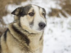 Алтай - собака, победившая рак