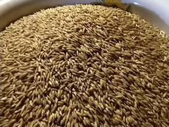 Ячмень Пшеница Фураж