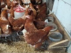 Курицы Ломан Браун