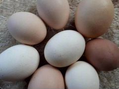 Яйца Инкубационное