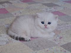 Роскошные котята серебристой шиншиллы