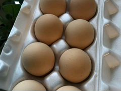 Инкубационное яйцо от Бресс Гальской породы кур