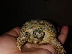 Черепаха Сухопутная