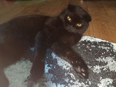 Чёрный вислоухий кот (вязка)