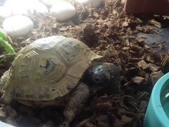 Сухопутная черепаха с домом