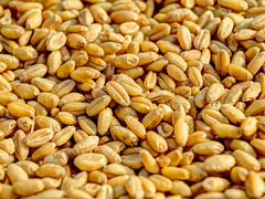 Ячмен ь кукуруза пшеница урожай 2019 года в количе