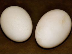 Инкубационное яйцо пекинской утки,утята