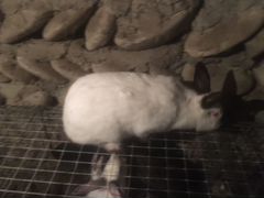 Кролики с крольчатами