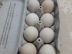 Инкубационное куринное яйцо адлерской серебристой