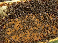 Продаю пчелосемьи на высадку