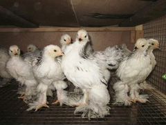 Продам цыплят 3-х месячных породы Колумбийская Бра