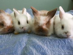 Декоративные короткоухие кролики