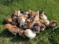 Продам домашних цыплят разной породы