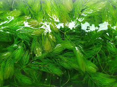 Роголистник - аквариумное растение