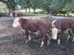 Годовалые бычки герефордской породы на племя или н