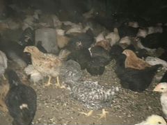 Домашние подрощенные цыплята
