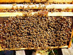 Пчелосемьи с ульями