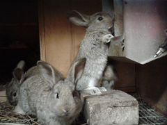 Кролики помесные