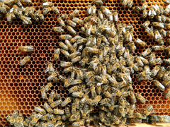 Продам пчело семьи (цена договорная)