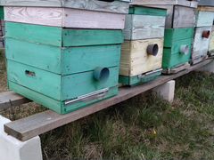 Продаются пчелосемьи