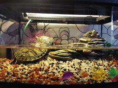 3 водные черепахи и аквариум
